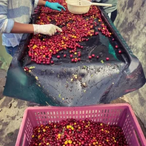 Los Nogales cerise de café