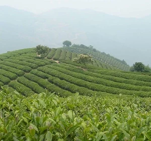 Bergamote Plantation de thé Chine 3