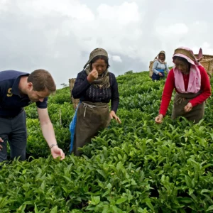 Bergamote Plantation de thé Inde 3