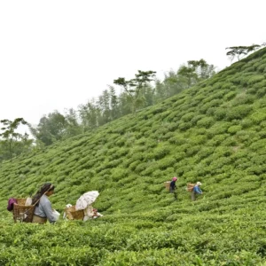 Plantation de thé Inde 1