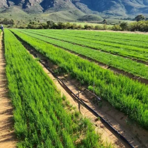 Rooibos photo