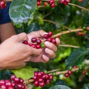 cerise de café Honduras