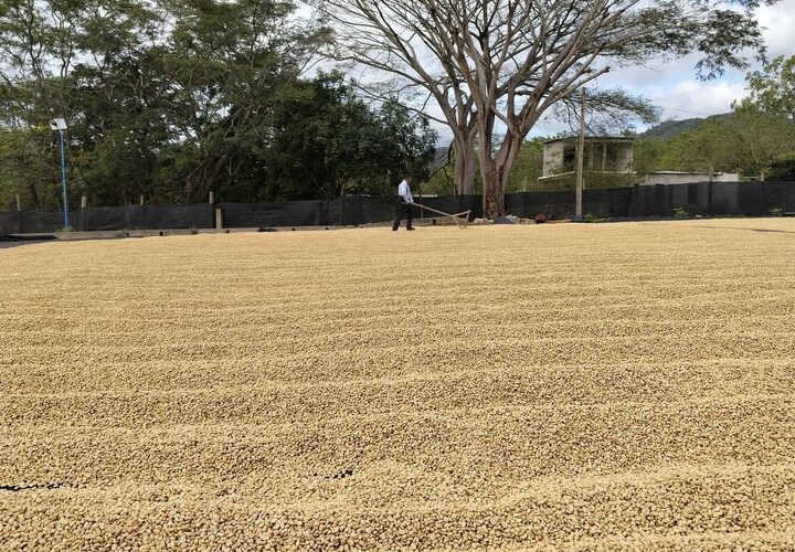 séchage grain de café Nicaragua