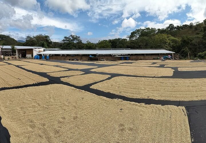 séchage grain de café Nicaragua