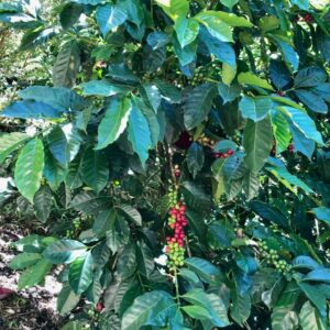 Nicaragua Filtre