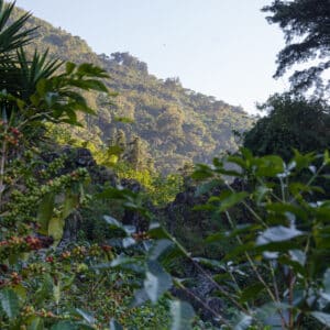 Guatemala Filtre